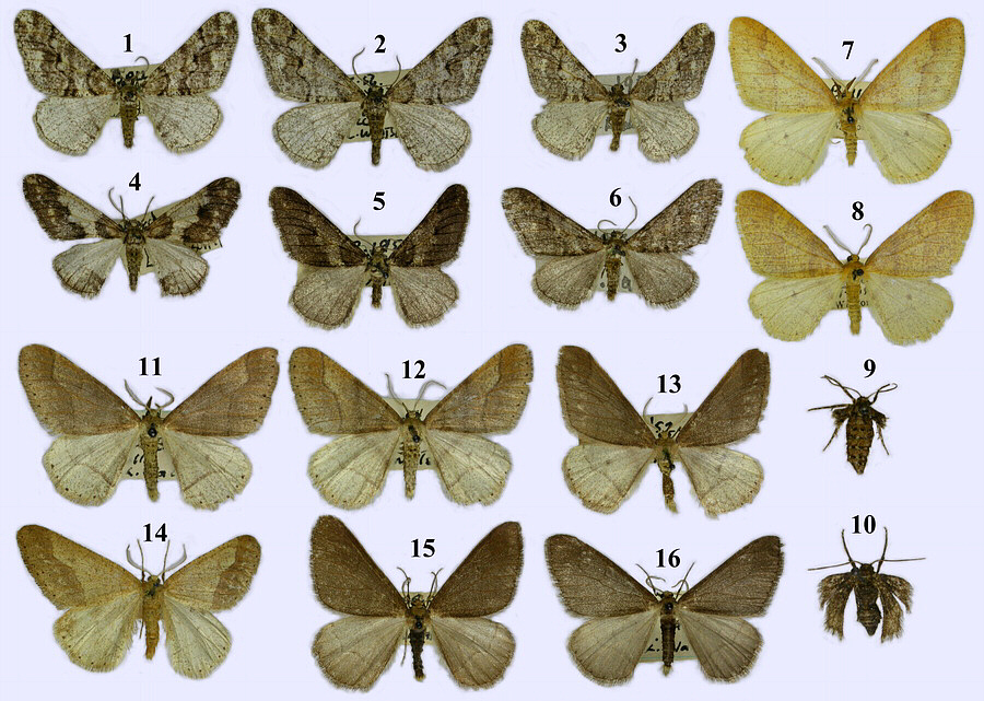 Geometridae image